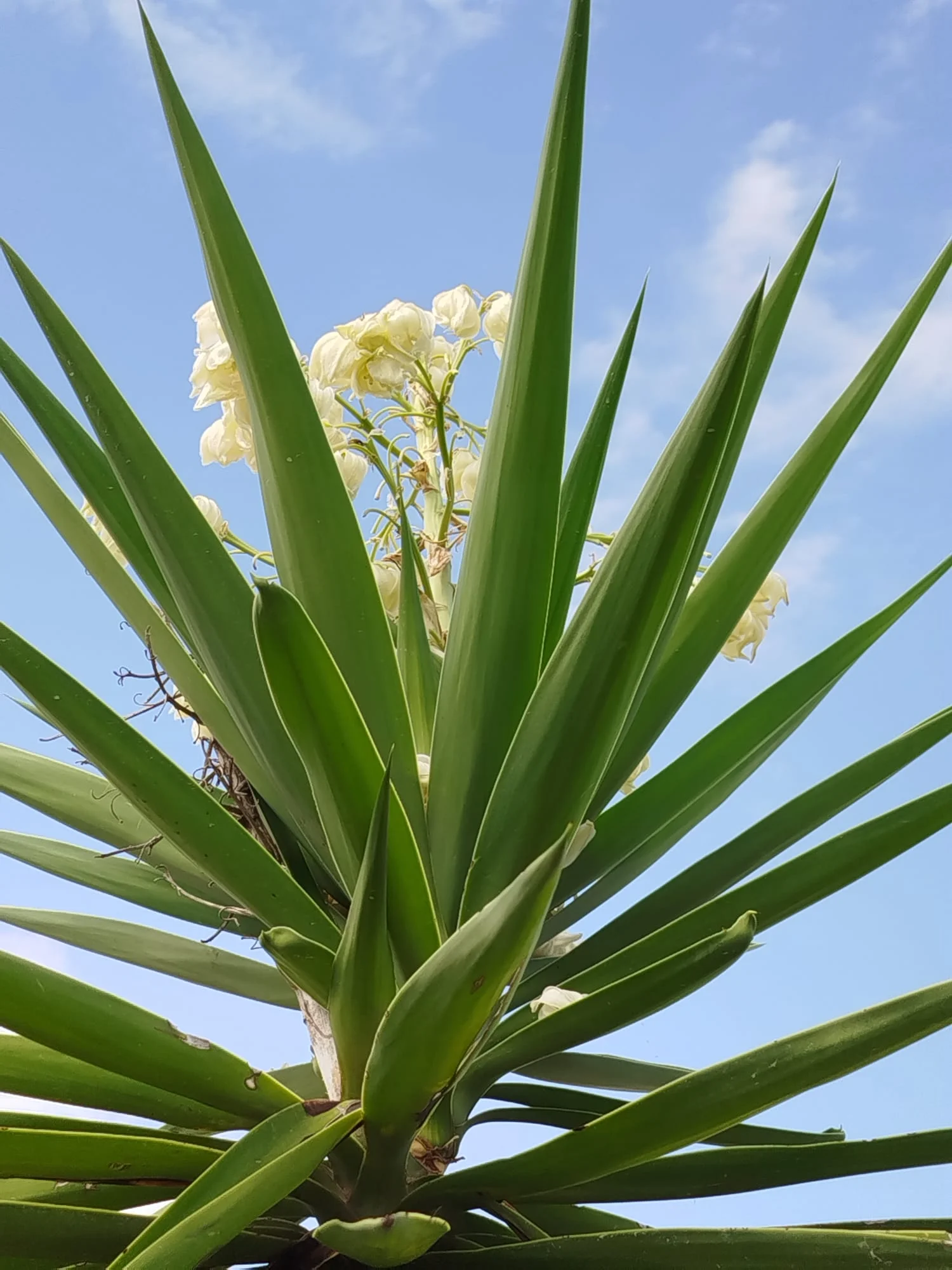 Yucca et végétation méditerranéenne typique dans un jardin à Dénia au pied du Montgó